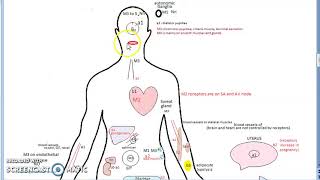 Pharmacology 110 a AntiCholinergic Drugs Parasympatholytic Atropine [upl. by Otreblasiul]