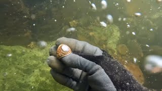 River Treasure  Chiggen Gold Rings And iPhones [upl. by Krystyna877]