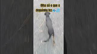 doguinho arteiro🙀 dog nada arteiro petsvlog [upl. by Ahsener]