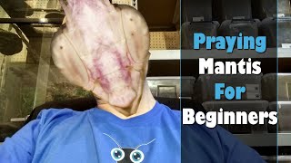 Getting started with praying mantids  praying mantis for beginners [upl. by Aihpledalihp]