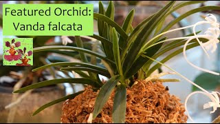 Featured Orchid Vanda Neofinetia falcata  Orchid Care when Life Goes Off the Rails [upl. by Ahsakat37]