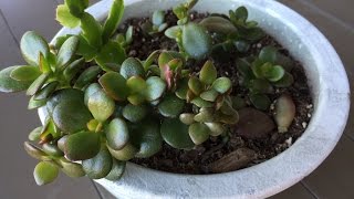 Propagating Jade Plants to Make More [upl. by Zertnom]