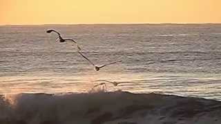 Gaviotas volando sobre el mar en Cámara Lenta HD  Slow Motion [upl. by Rabma]