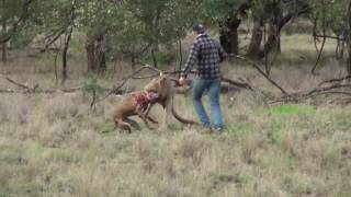 Man punches a kangaroo in the face to Defend his dog [upl. by Nytsirhc990]