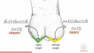 Permanent Maxillary 1st molar  Part 1 [upl. by Banks171]