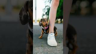 If anxiety were a dog 😅 Street Portraits with a Dachshund Puppy [upl. by Neille]