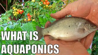 What is Aquaponics amp How Does it Work [upl. by Noslen]