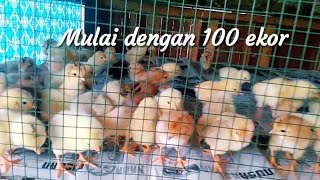 Persiapan pelihara 100 ekor ayam kampung pemula [upl. by Sherurd]