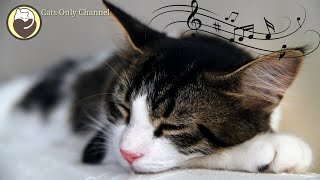 Music for Cats  Stress and Anxiety Relief  Cat Purring Sounds amp Soothing Sleep Music [upl. by Gibrian209]