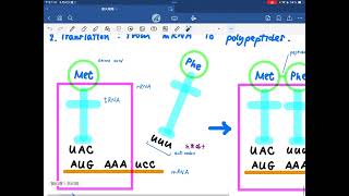 ［返學DSE］Gene expression explained 解釋基因表達 [upl. by Fazeli]