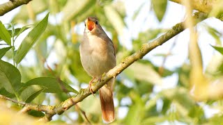 Der Gesang der Nachtigall singing nightingale  Nationalpark Unteres Odertal [upl. by Halivah455]