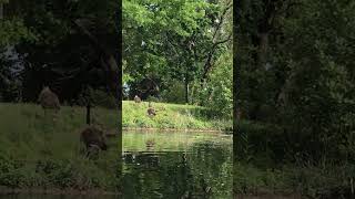 Canoeing at Riverhead 2017 [upl. by Millman392]