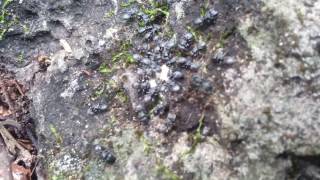 Cephalotes sp Turtle ants eating antbird poo [upl. by Azpurua]