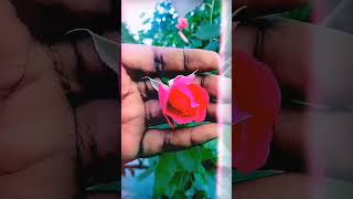 beautiful flower shorts video punjabisong punjabi song newsong music nature unrealplaces [upl. by Routh]