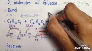 How is Glycosidic Bond Formed in Maltose Disaccharides12 Carbohydrates STPM Biology Term 1 [upl. by Niwle497]