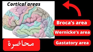 Functional corticalamp association areas of the cerebral cortex neuroanatomy [upl. by Ferdinande]