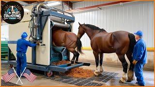 Shocking  Inside the Horse Meat Industry – Processing 20 Horses a Day for Restaurants horse [upl. by Alexandra]