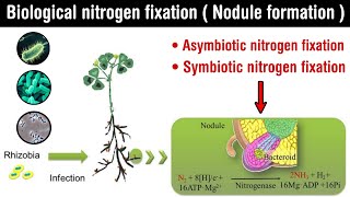 Biological nitrogen fixation  nodule formation symbiotic and asymbiotic nitrogen fixation in Hindi [upl. by Redyr327]