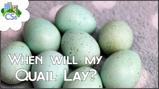 When will My Quail Start Laying  And other quail egg related questions [upl. by Jolynn]