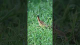 The Yellow Bittern in Action birdslover reels andaman [upl. by Fortunna231]