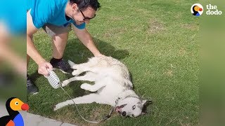 Stubborn Dog Refuses To Leave the Park  The Dodo [upl. by Krystal13]