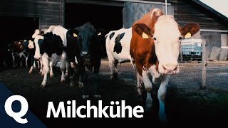 Kuhhaltung – Wie wir an unsere Milch kommen Ganze Folge I Quarks [upl. by Tyson311]