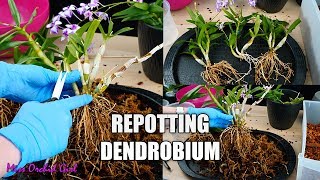 Repotting Unruly Dendrobium Orchid  Potting Keikis with mother plant for a bushier Orchid [upl. by Fuhrman]