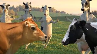 Funny Cow Dance 4  Cow Dance Song Videos 13 [upl. by Aunson]