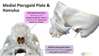 Infratemporal Fossa LO  Pterygoid Plates [upl. by Rovert]