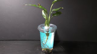 How to Grow Peace Lily in Water [upl. by Akym211]