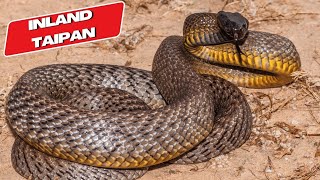 Inland Taipan The Most Venomous Snake in the World Snake Video  EcoExplorerTV [upl. by Lassiter757]