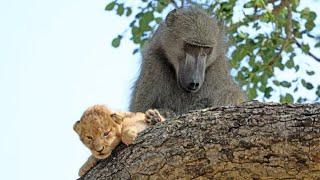 Baboon Adopts and Grooms Lion Cub  UNBELIEVABLE [upl. by Nafets871]