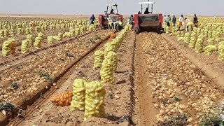 How To Harvest Potato  Potato Cultivation and Farming Technique Step By Step Harvesting Potato [upl. by Otineb]