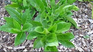 Food Forest Plants quotLongevity Spinachquot  Gynura Procumbens [upl. by Silletram]