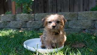 Cutest Norfolk Terrier puppy just chillin [upl. by Nerred652]