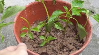 Cách trồng cây kinh giớiHow to grow a Elsholtzia ciliata [upl. by Neelra701]