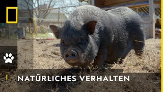 Ein rundum glückliches Schwein  Critter Fixers [upl. by Adhamh378]