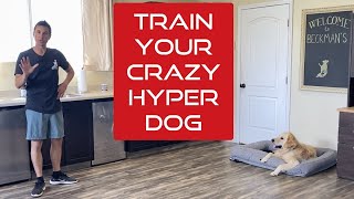 Learn how to manage and train an excitable young dog [upl. by Aruasi]