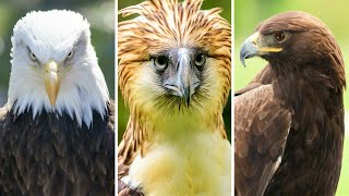 Philippine Eagle Vs American Bald Eagle Vs Golden Eagle  The Strongest [upl. by Adham426]