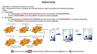 ENDOCITOSE FAGOCITOSE E PINOCITOSE E EXOCITOSE [upl. by Eugenides]