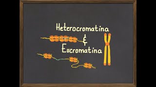 Diferencias entre Heterocromatina y Eucromatina [upl. by Haswell]