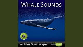 Whale Sounds [upl. by Earas160]