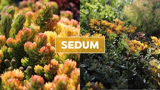 Hardy Sedum Stonecrop Succulents 101  Care Tips amp Unique Traits [upl. by Eniahpets571]