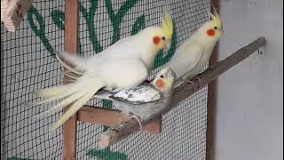 mating cockatiels cockatiel mating [upl. by Merp780]