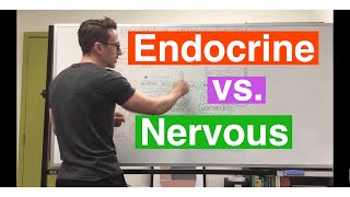 Endocrine system vs Nervous system [upl. by Ahsiadal]