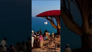 Socotra island sciencefacts science mcqsfactoryofficial [upl. by Panter]