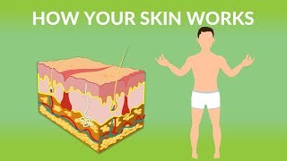 How Your Skin Works  How does the skin work Human skin Structure and Function [upl. by Aynekat]