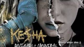 Kesha  Cannibal  NEW SONG 2010  LYRICS [upl. by Mutua]