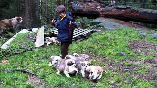 ST BERNARD PUPPIES LASQUETI ISLAND [upl. by Eteragram]