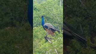 Peacock Sounds Colourful Peacock Bird [upl. by Laughry]